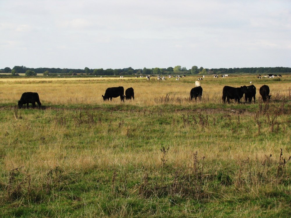 Maybe Black Angus Cows on the Marshes