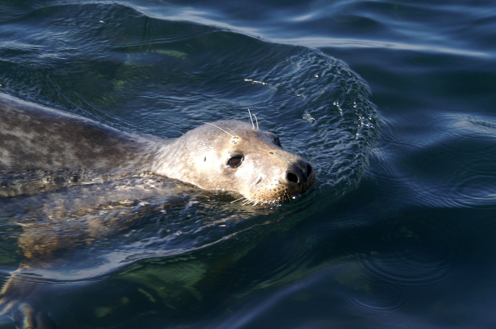 Photograph of Friendly seal come up for a handout.