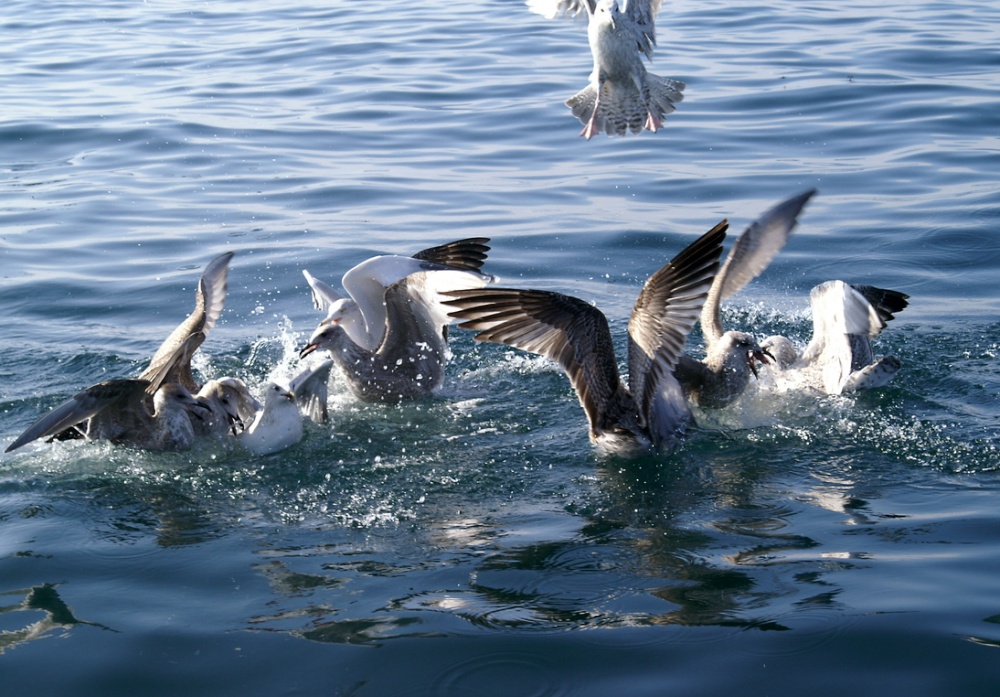 They are like Vultures for scraps.