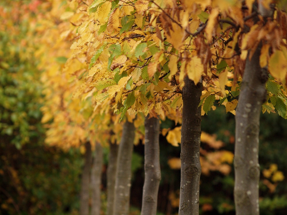 Row of ornamental trees, Aynho, Northants.