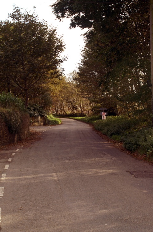 The lane leading to Trelawne Manor.
