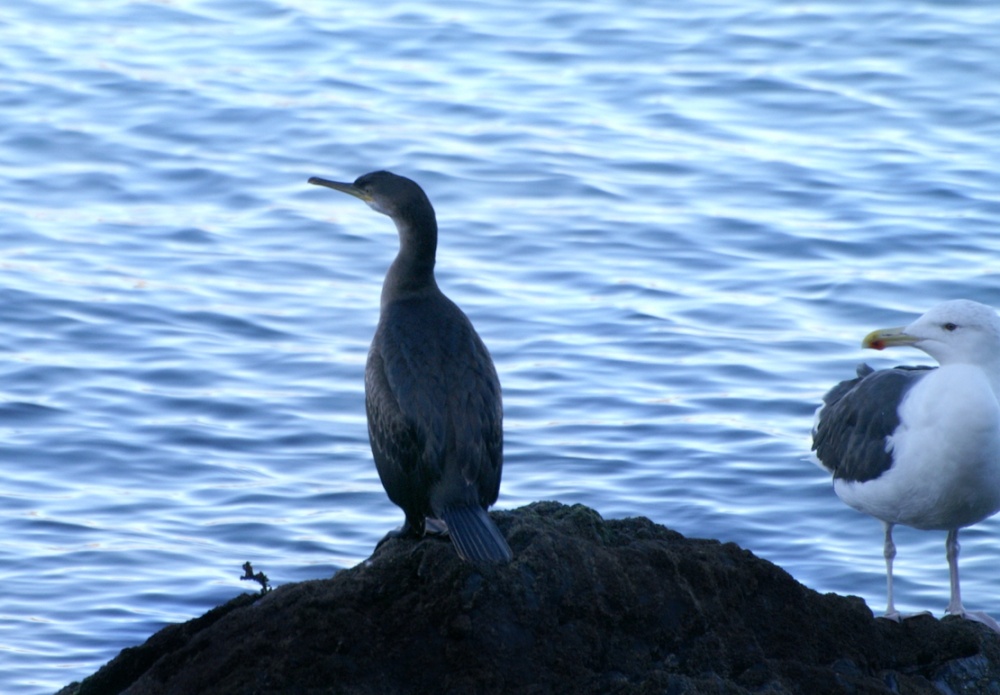 Cormorant taking a rest in the harbour.