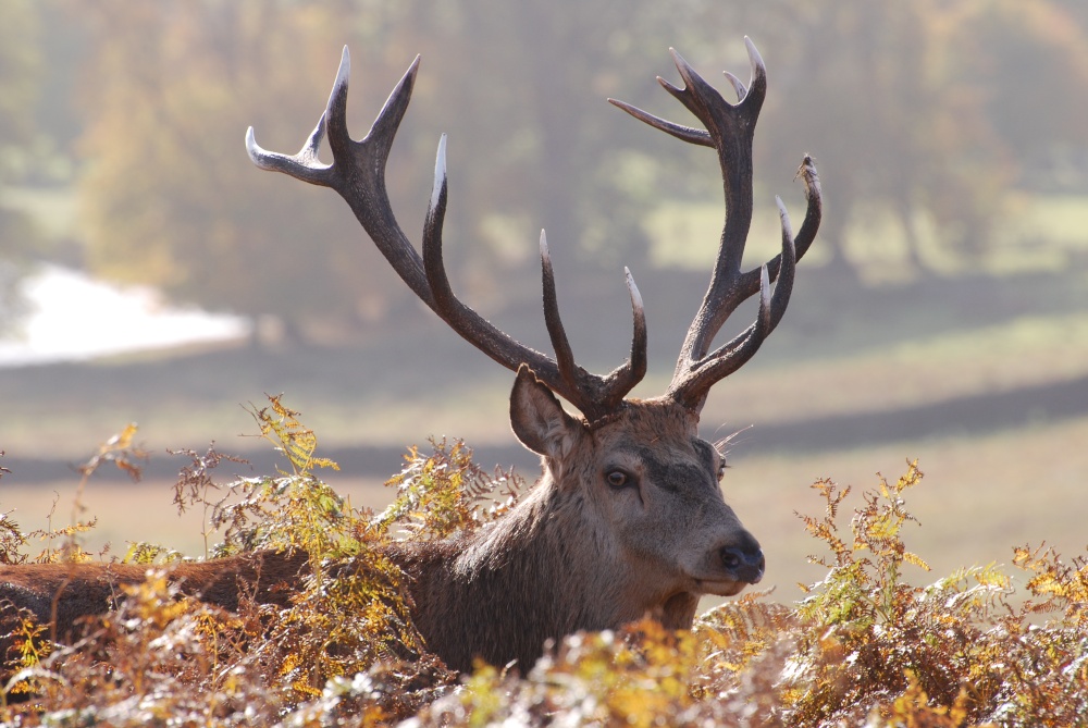Photograph of Red Deer Stag
