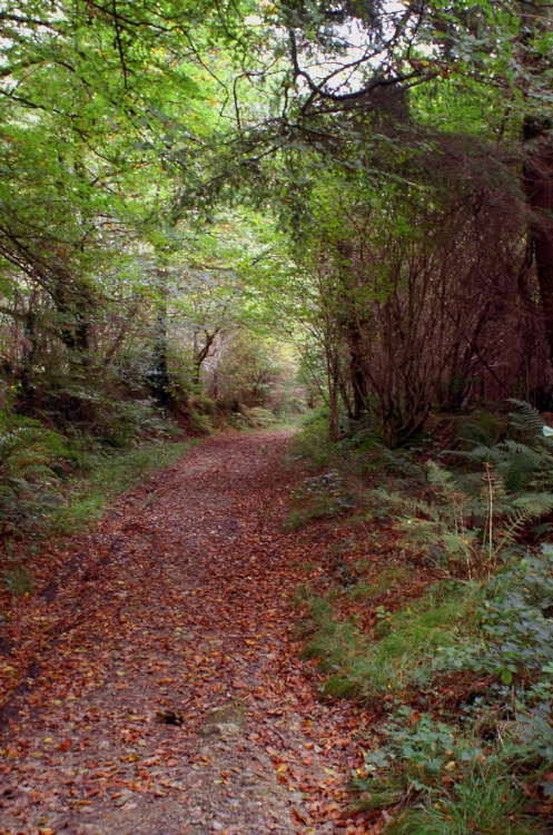 A walk in the forest.