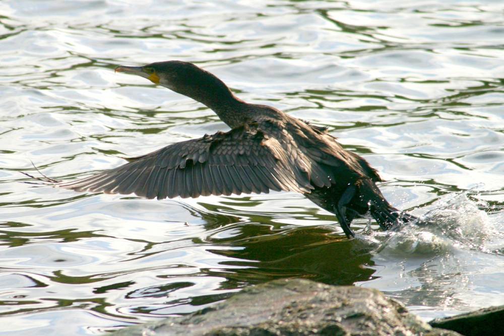 Cormorant.