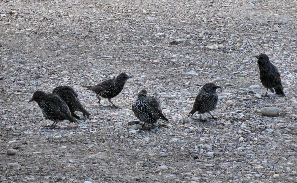 Starlings at the harbour.