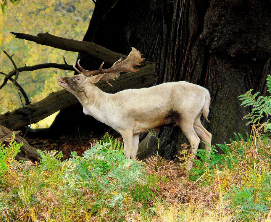 Photograph of Fallow Deer Stag, Calke Abbey