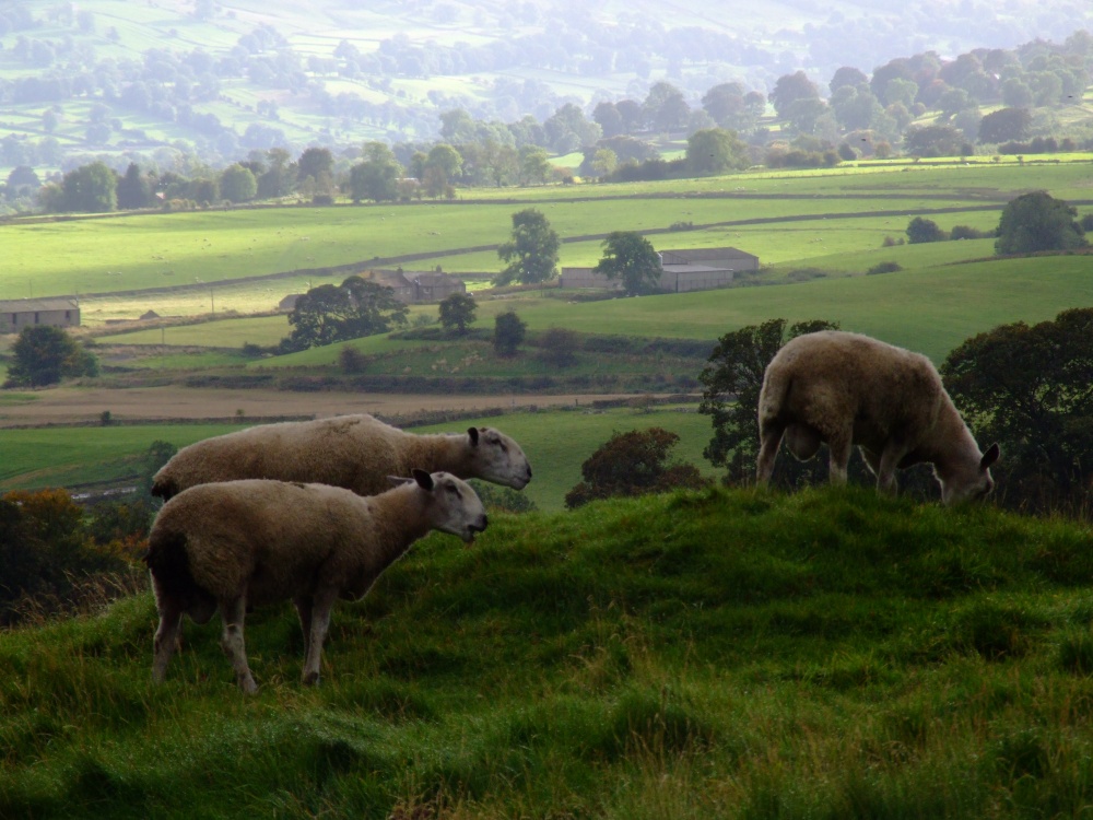 Photograph of Sheep graze by Bolton Castle
