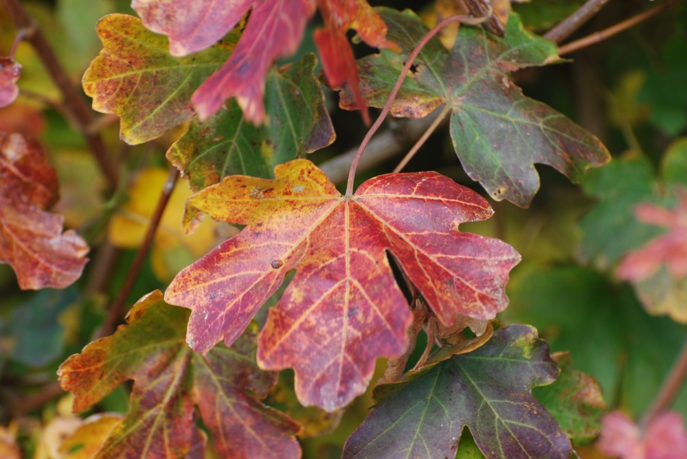 Photograph of Autumn Colours