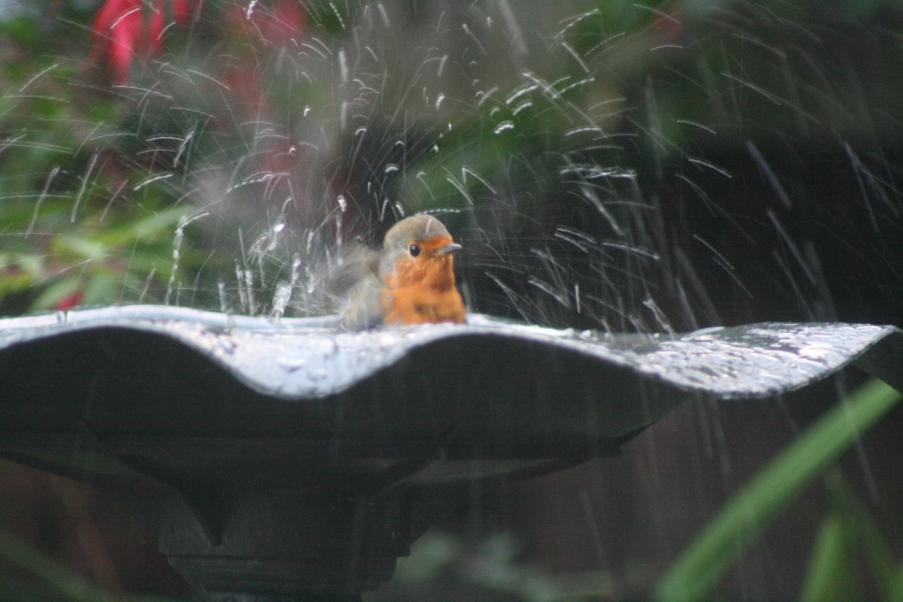 Photograph of A Robin Bathing