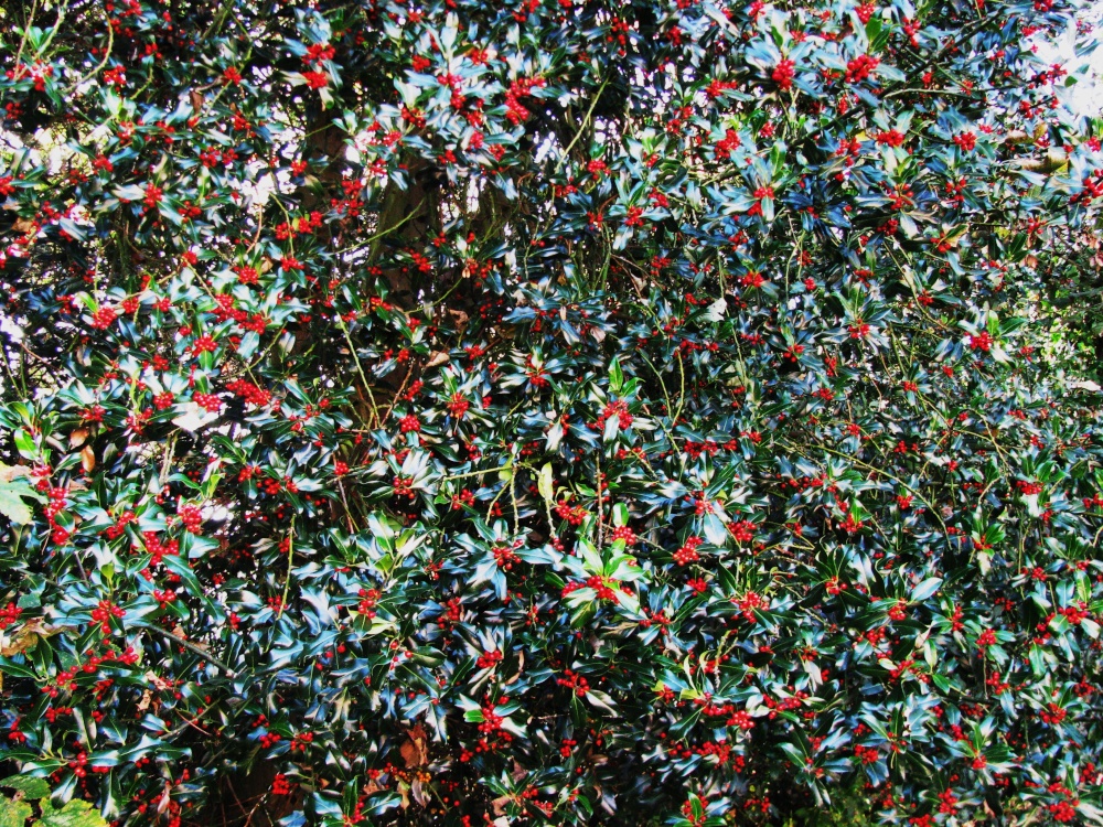 A fruitful Holly Tree in Postwick Churchyard