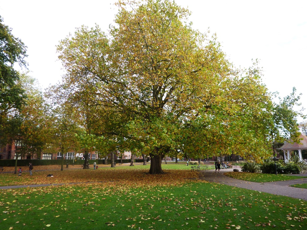 Lovely old tree in Chapelfield Gardens