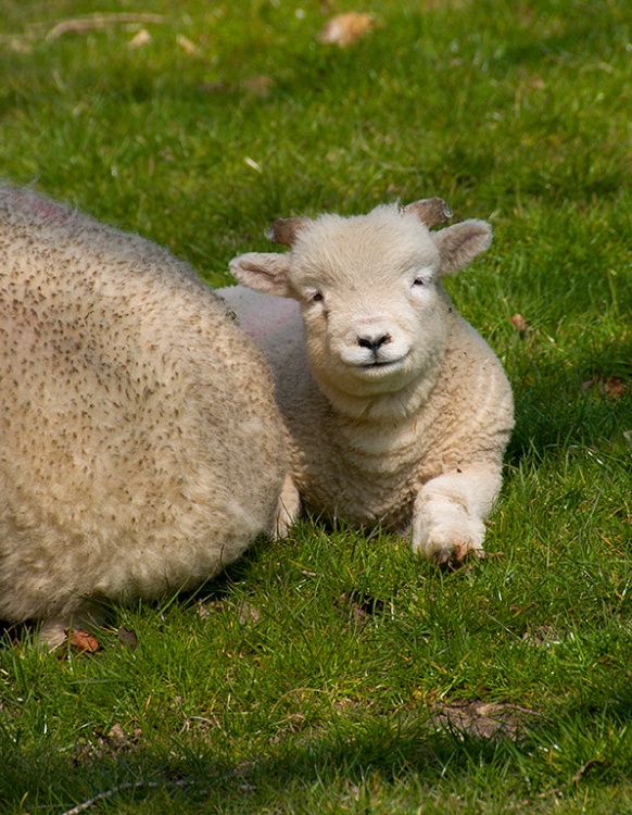 Lambs at Springtime