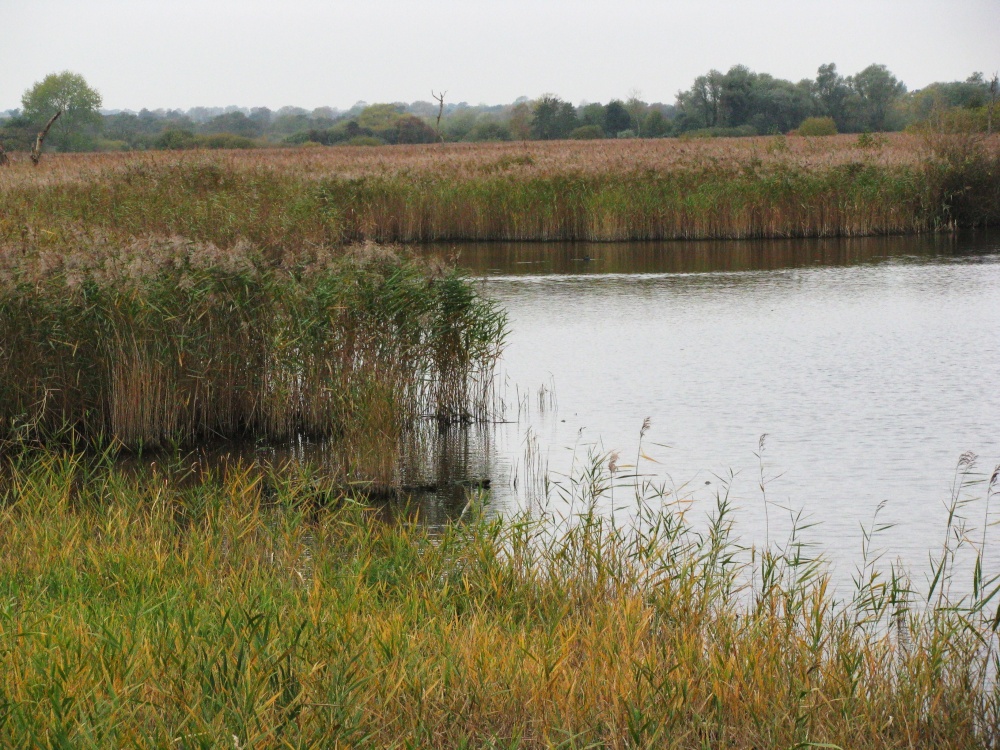 Strumpshaw Fen