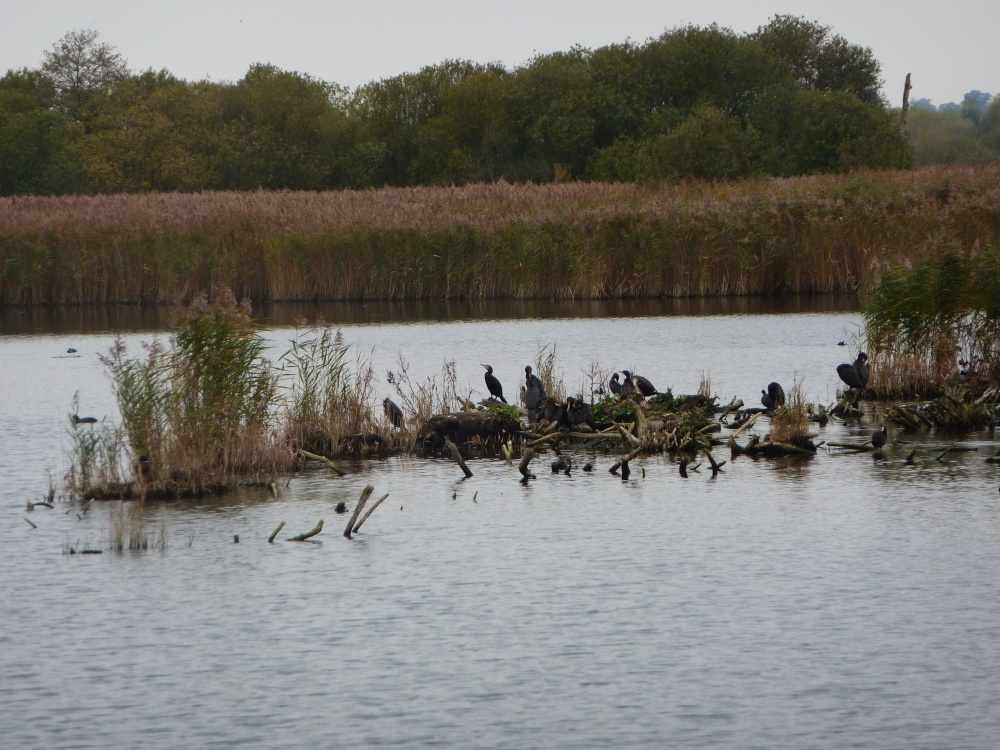 Strumpshaw Fen