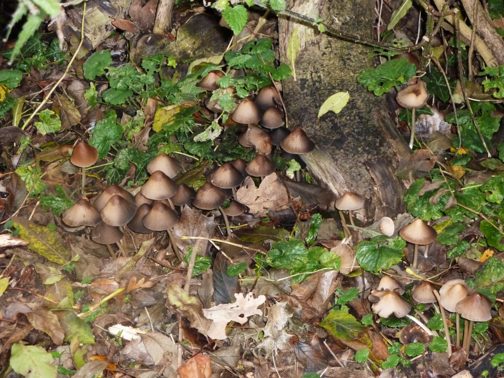 The woods at the fen