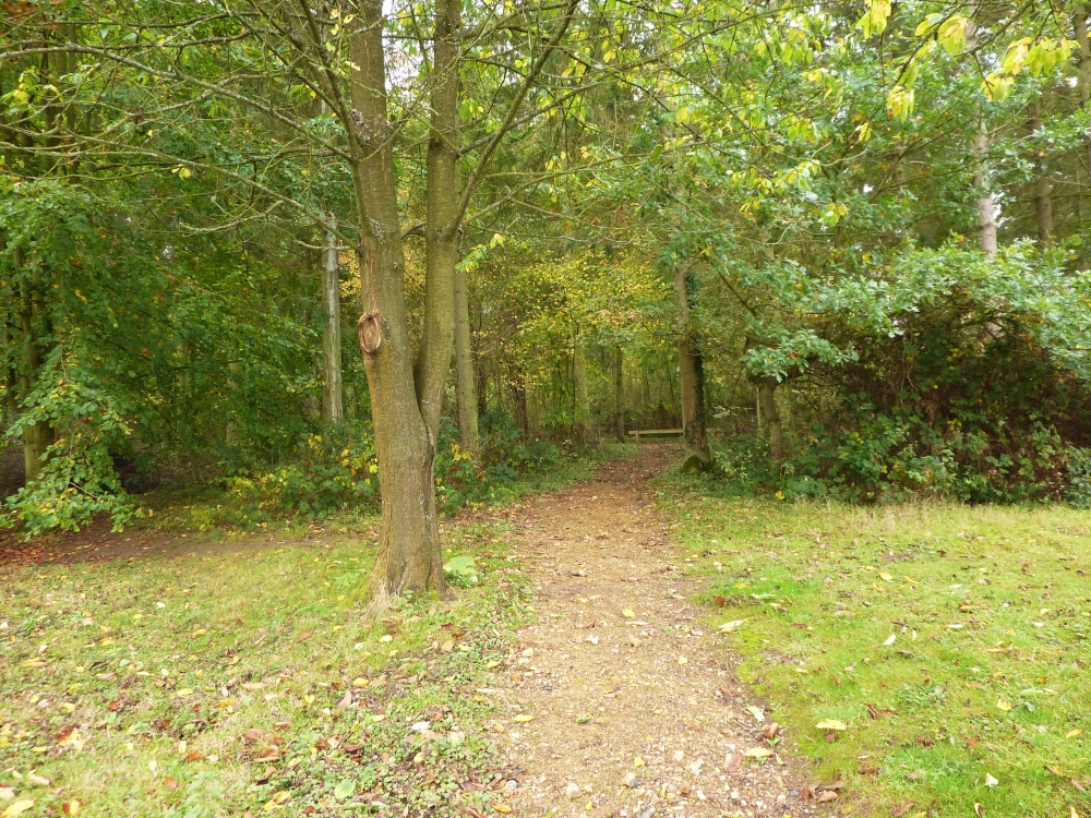 One of the walks at the fen