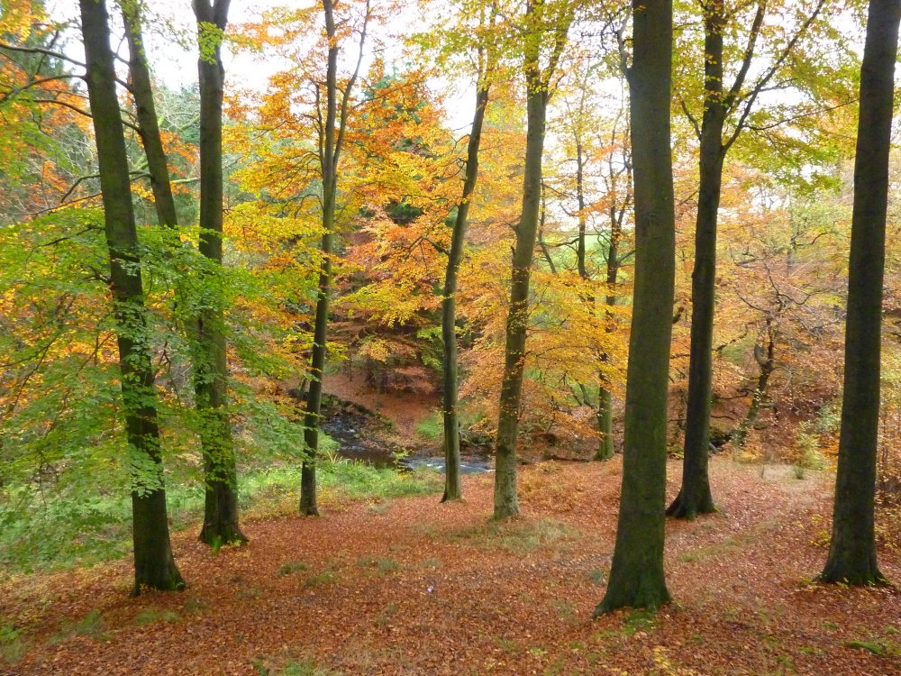 Autumn through Mill Wood