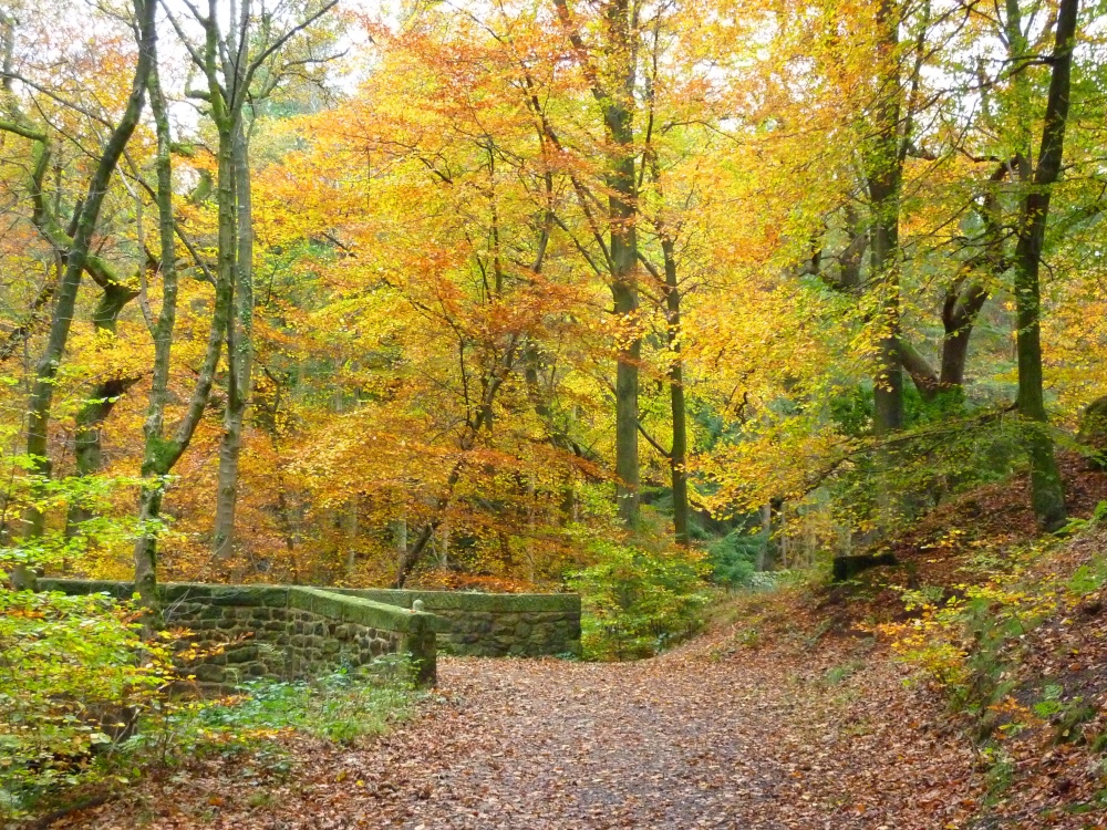 Autumn through Mill Wood