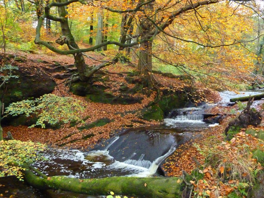 Photograph of Autumn through Mill Wood