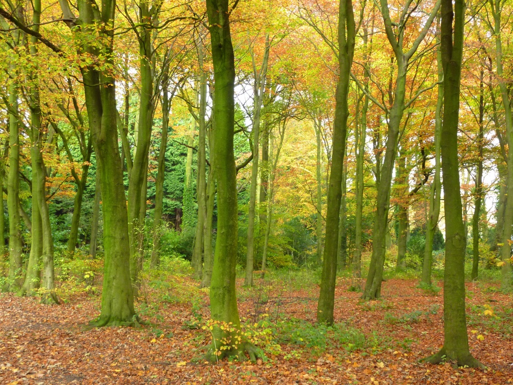 Autumn through Mill Wood
