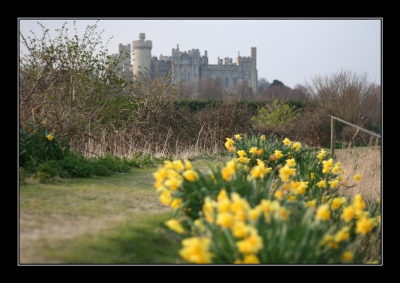 The Castle, and Daffodil...