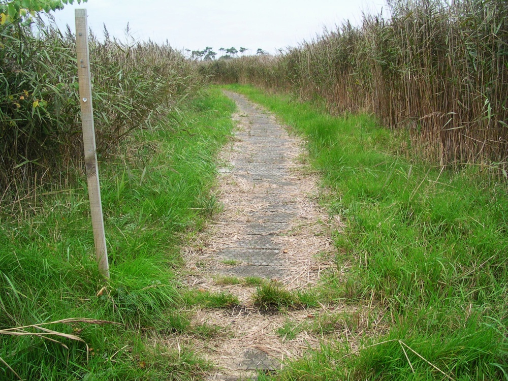 Walking through the marshes (only in summertime)