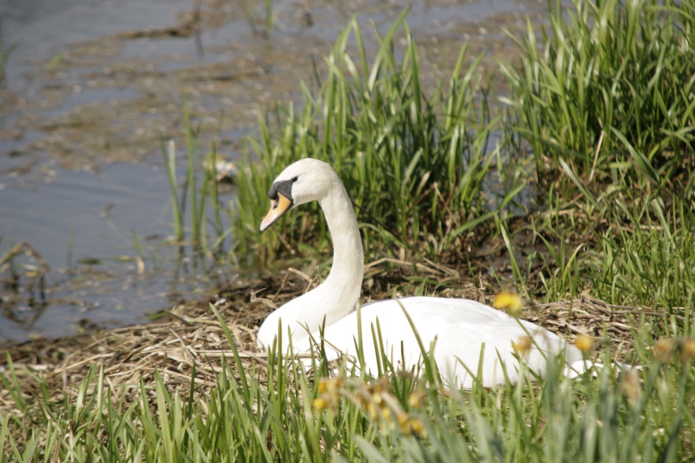 Swan on the welland