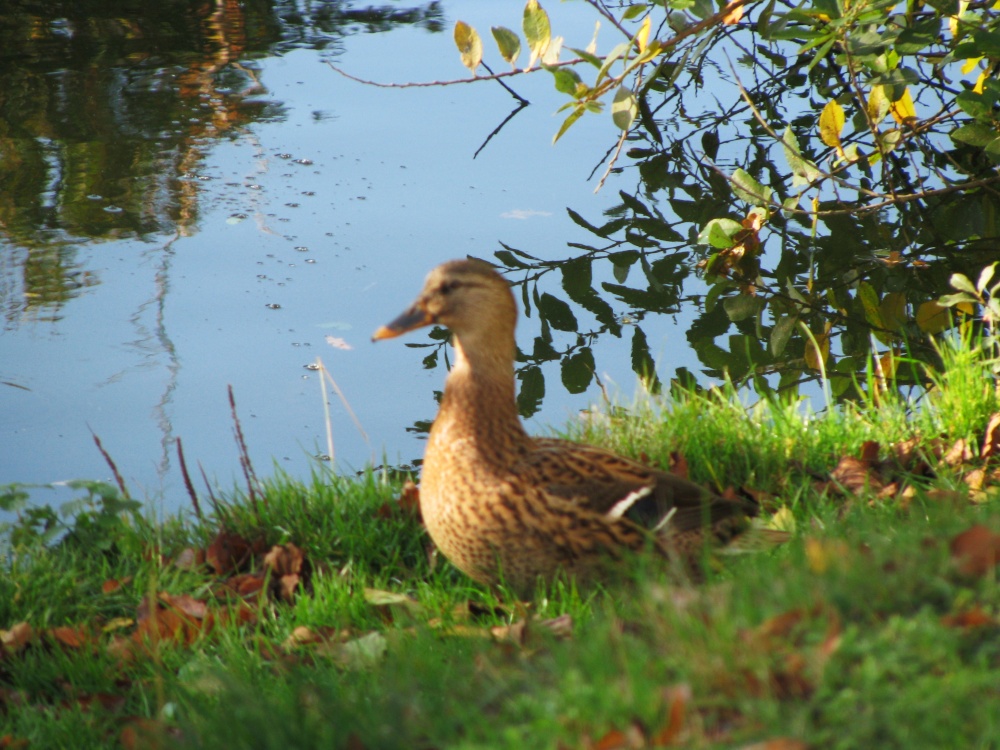 At Waveney Valley Lakes