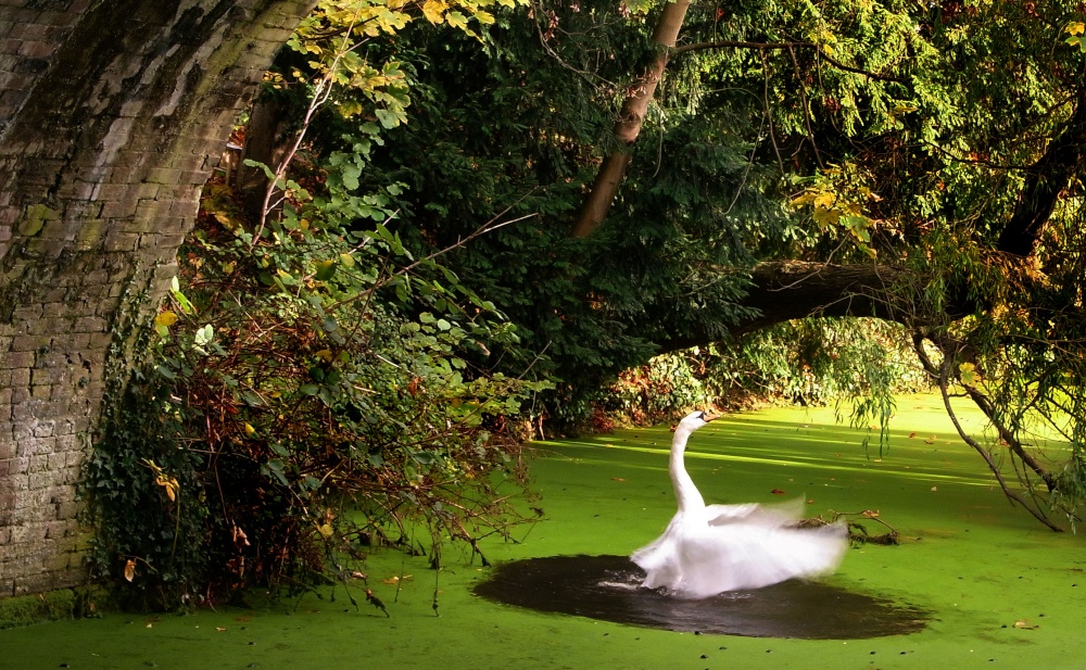 Photograph of Beauty