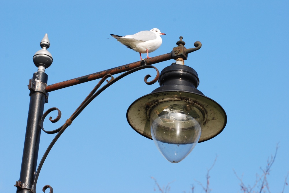 Black Headed Gull