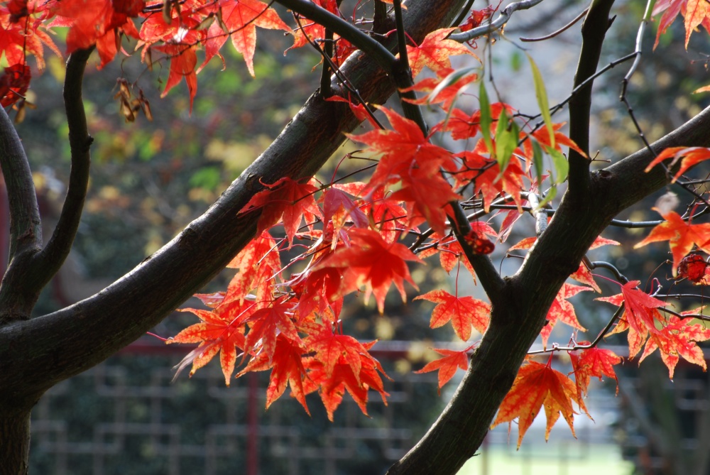 Autumn photo by Jez Taylor