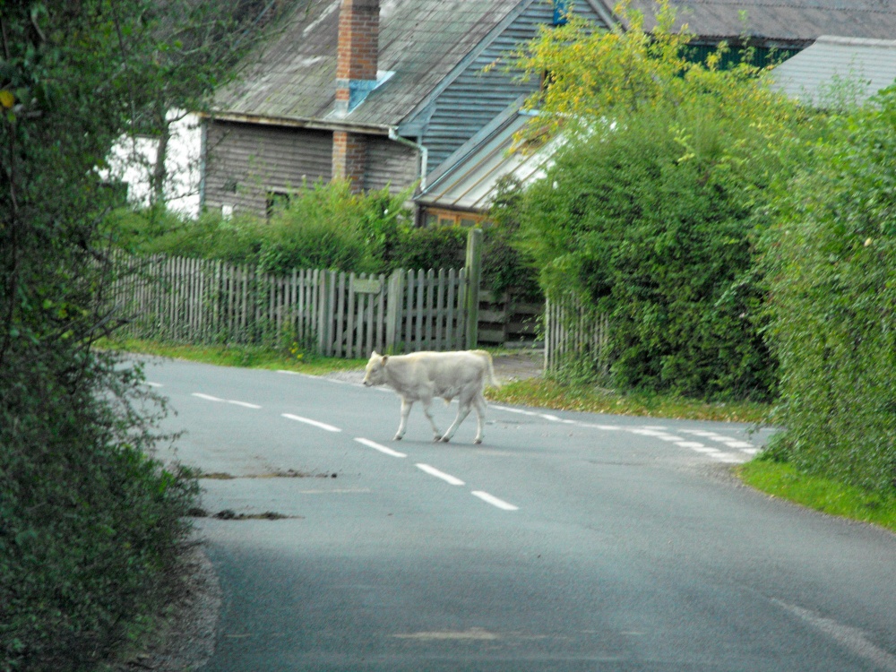 Photograph of Minstead pedestrian