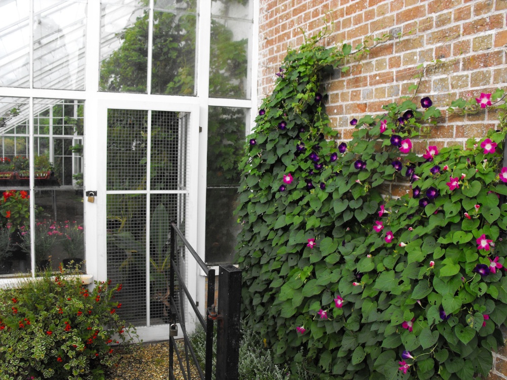 Beaulieu morning glories