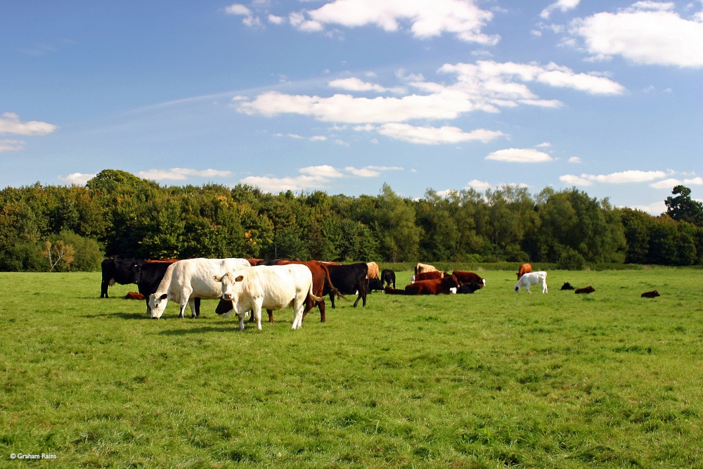 Child Okeford, Dorset