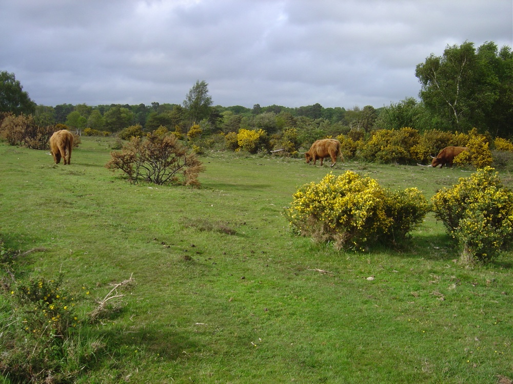 Brockenhurst, Hampshire