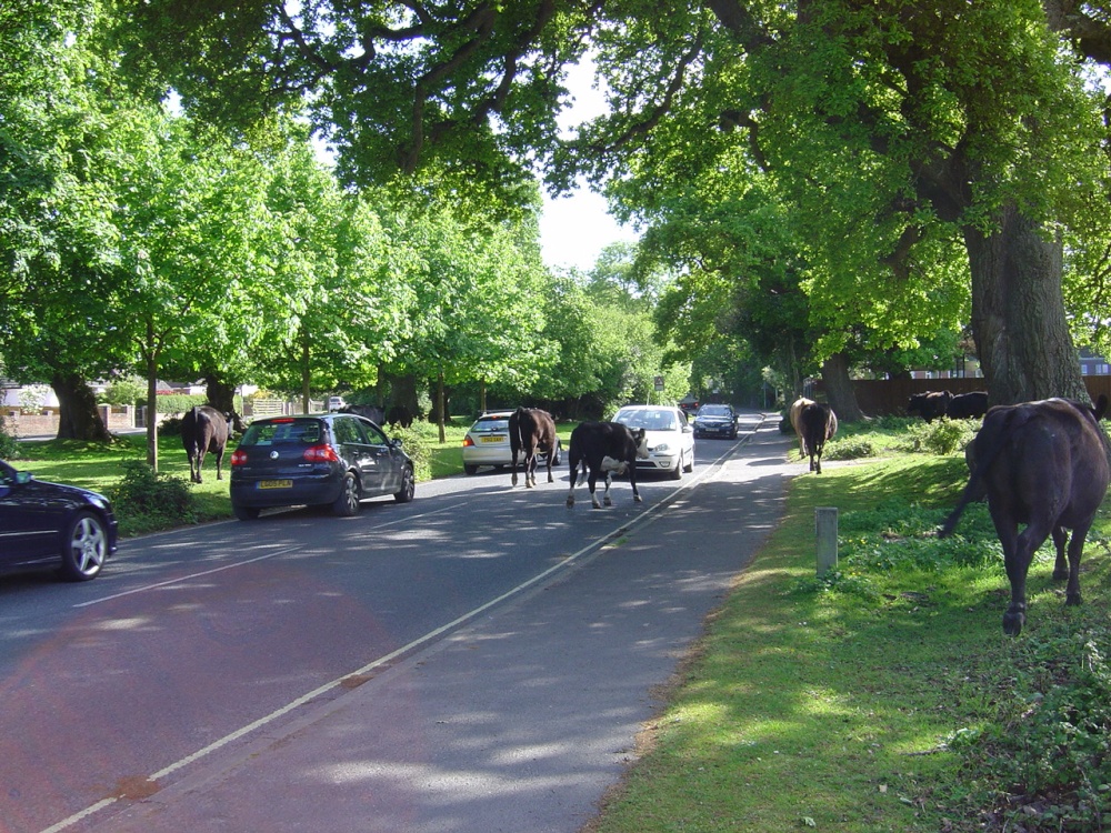 Brockenhurst, Hampshire