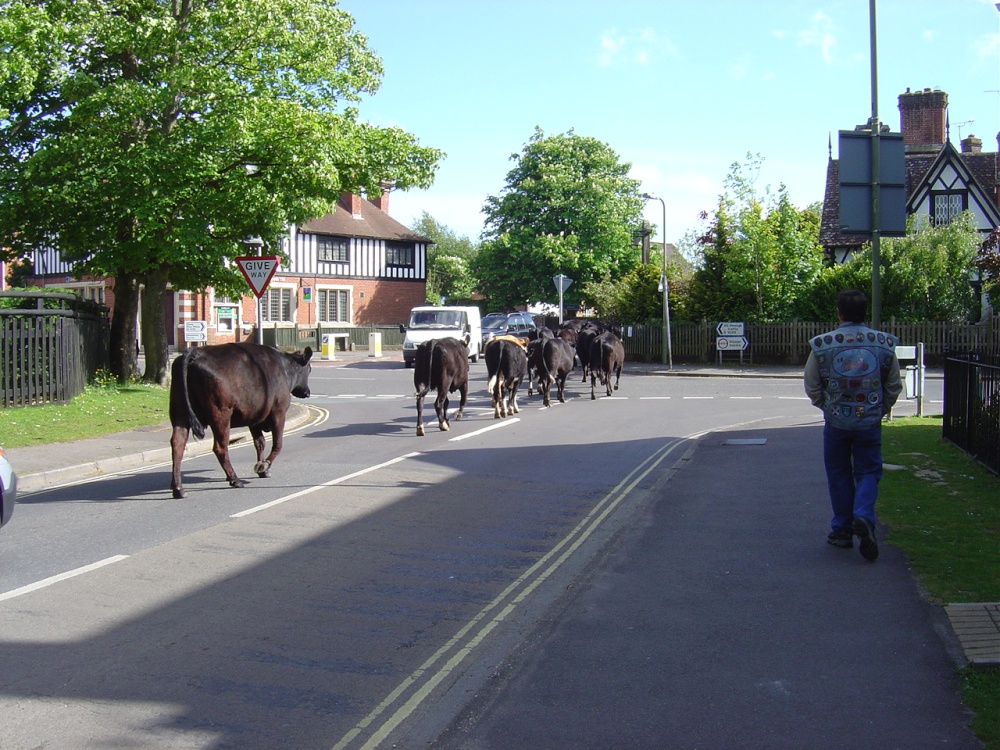 Brockenhurst, Hampshire