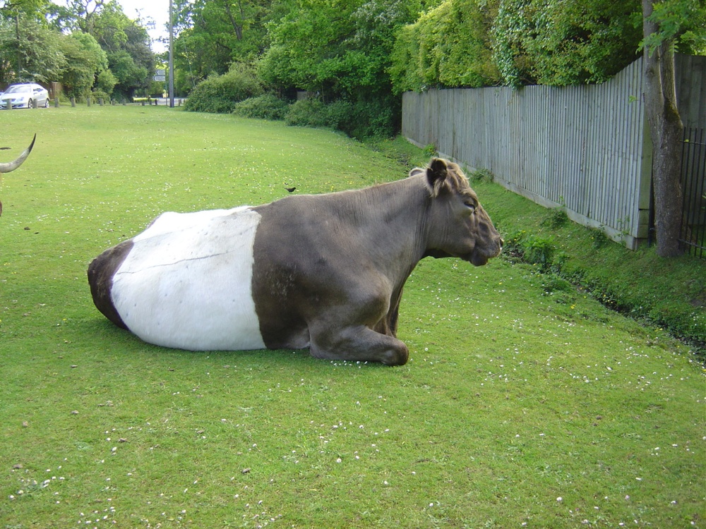 Brockenhurst, Hampshire