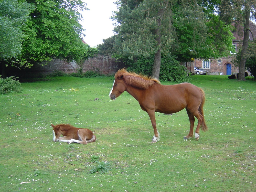 Moyles Court, Hampshire