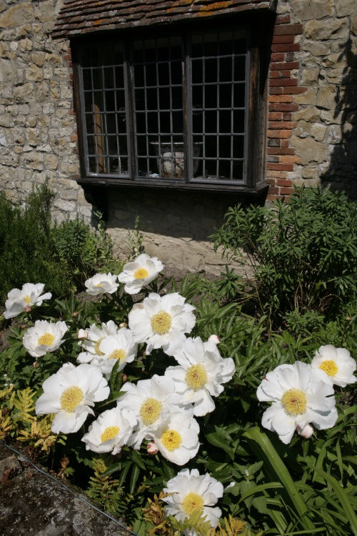 Cottage in village with flowers