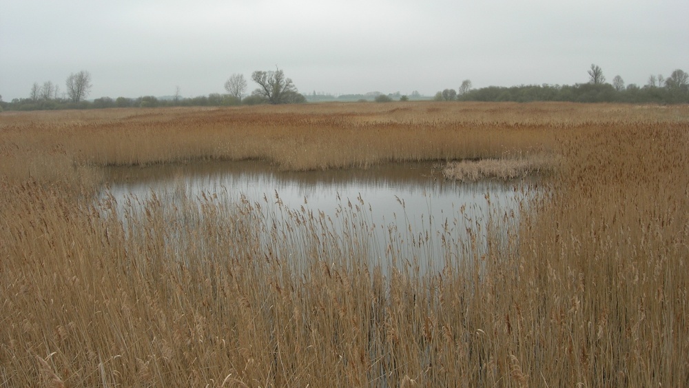Photograph of North Reed Bed, Woodwalton Fen