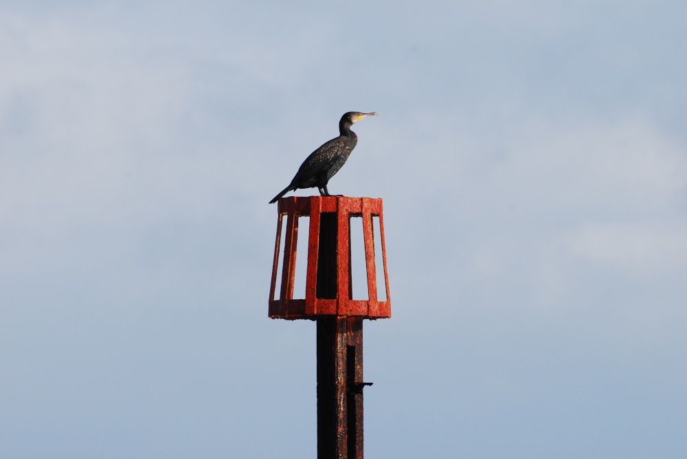 Photograph of Cormorant