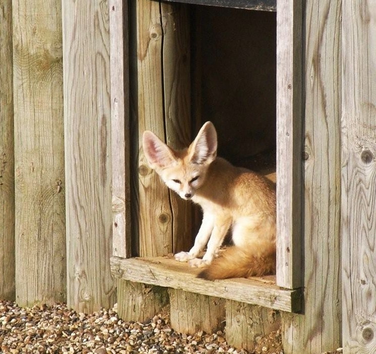 Fennec Fox at  'Africa Alive'. photo by Peggy Cannell