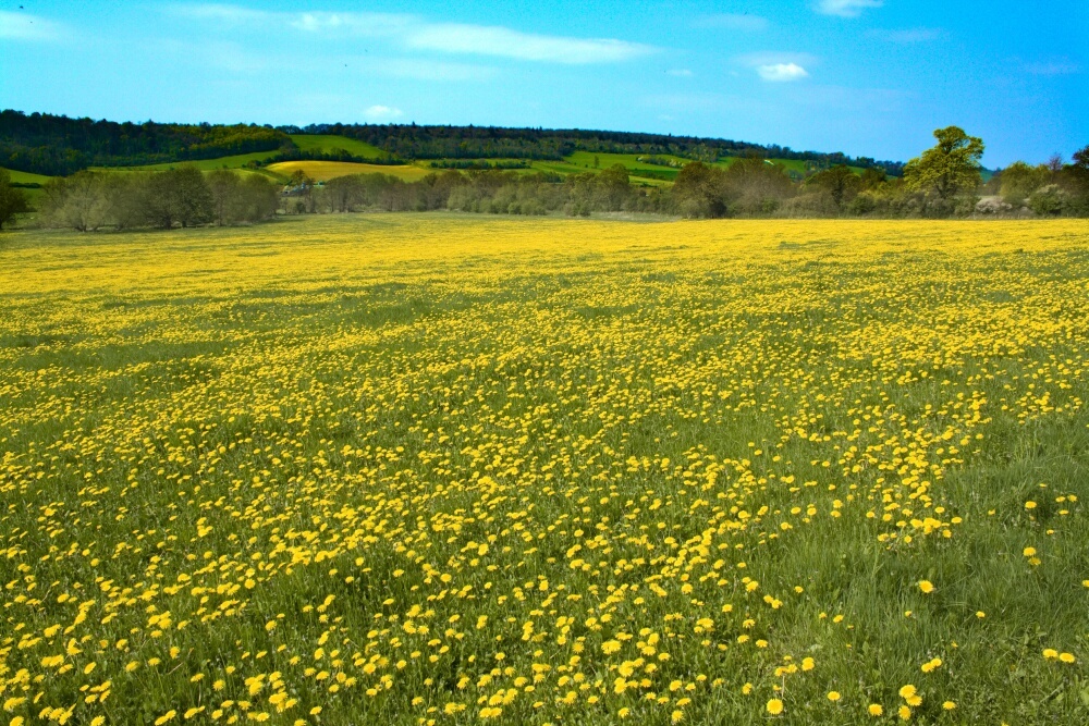 Sea of yellow