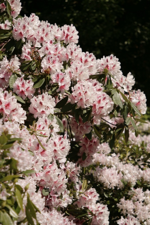 Rhododendrons in the park