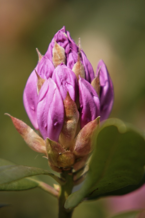 Rhododendrons in the park