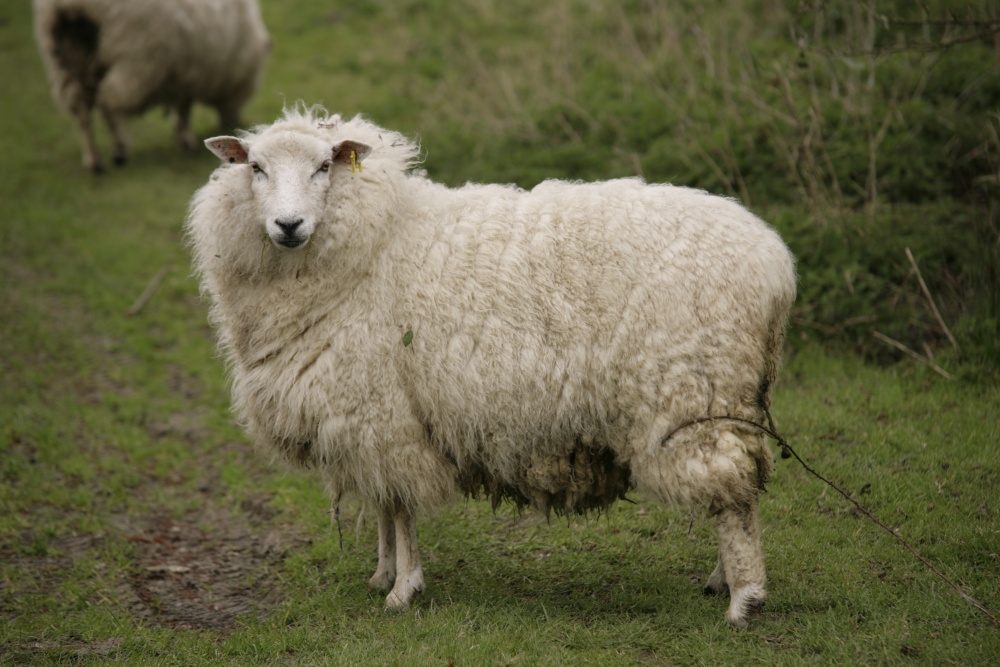 Photograph of Sheep