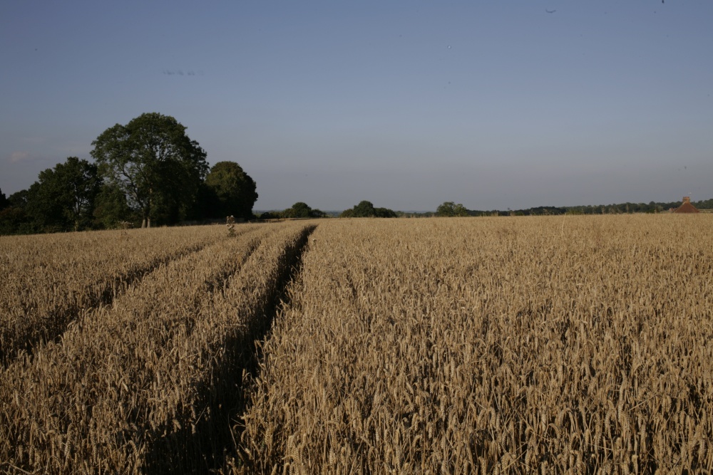 Photograph of Wheat fields
