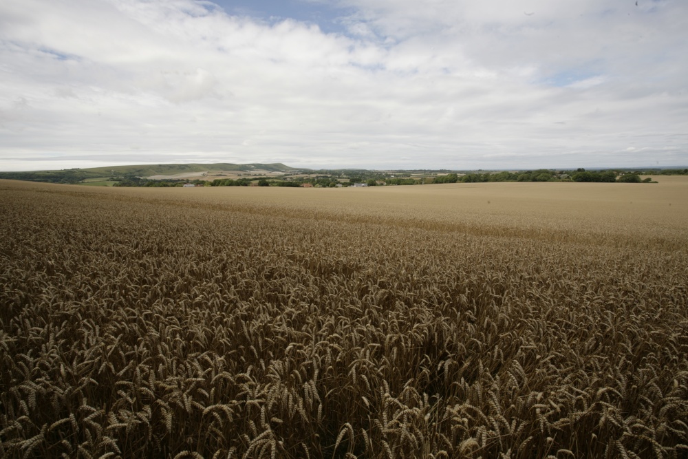 Wheat fields